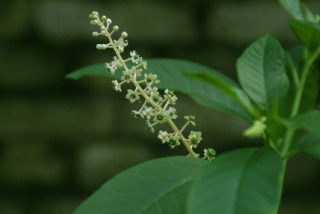 Phytolacca americanaWesterse karmozijnbes bestellen